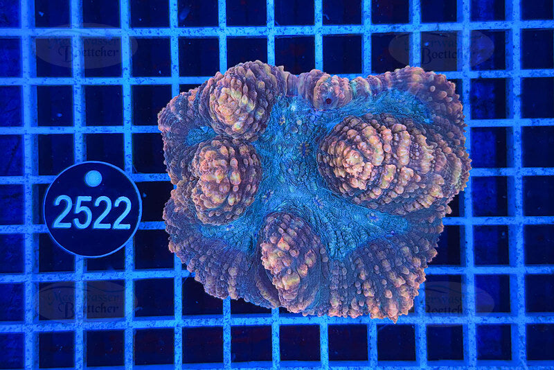 Symphyllia | LPS Koralle | WYSIWYG