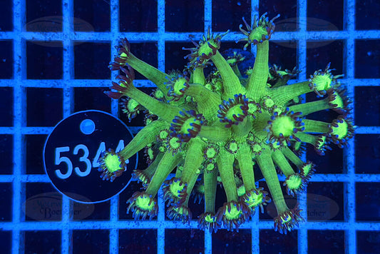 Goniopora | LPS Koralle | WYSIWYG