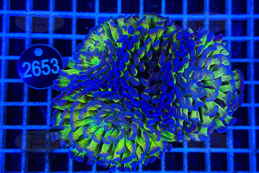 Euphyllia paraancora | LPS Koralle | WYSIWYG