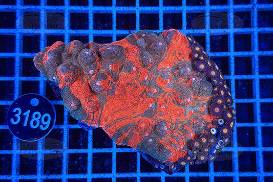 Echinophyllia Rainbow | LPS Koralle | WYSIWYG