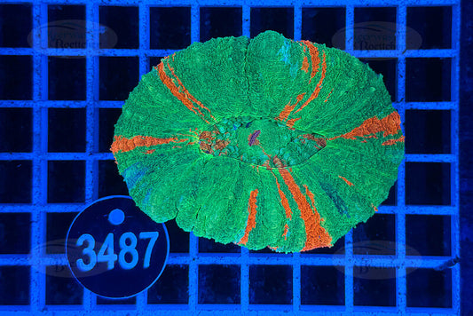 Scolymia australis | LPS Koralle | WYSIWYG