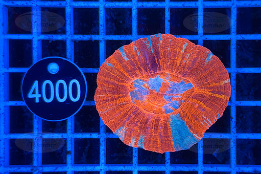 Scolymia australis | LPS Koralle | WYSIWYG