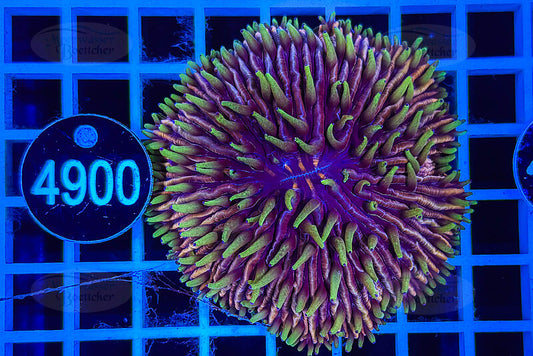 Fungia | LPS Koralle | WYSIWYG