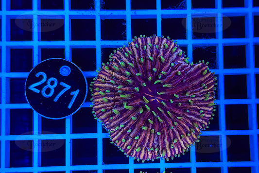 Fungia | LPS Koralle | WYSIWYG