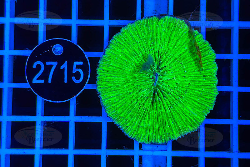 Fungia | Corail LPS | WYSIWYG