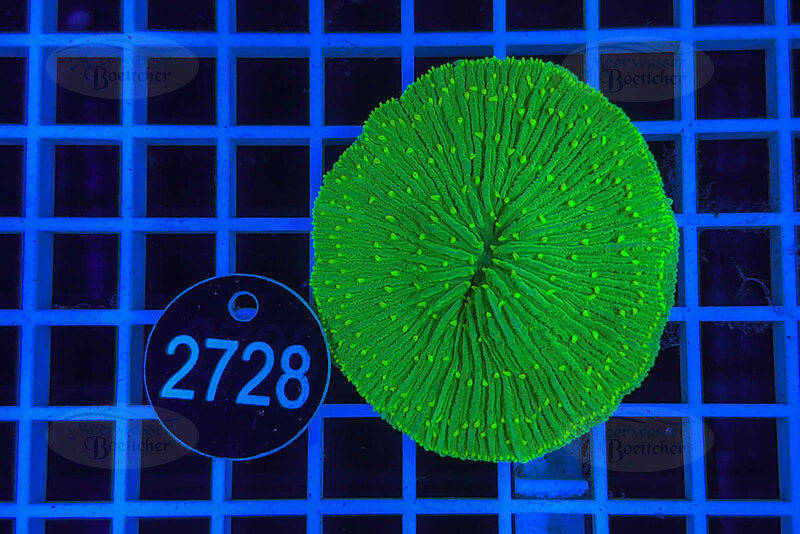 Fungia | Corail LPS | WYSIWYG