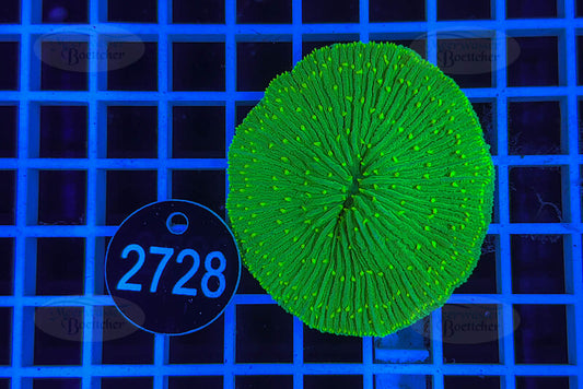 Fungia | LPS Koralle | WYSIWYG