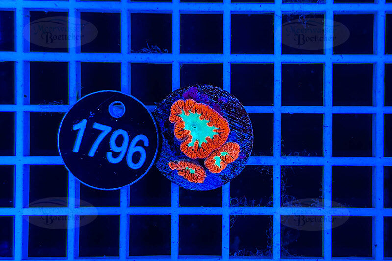 Blastomusa wellsi | Corail LPS | WYSIWYG