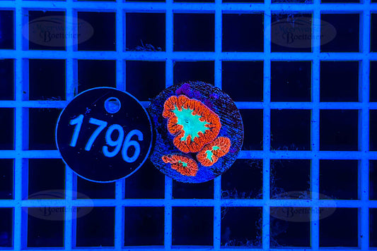 Blastomussa wellsi | LPS Koralle | WYSIWYG