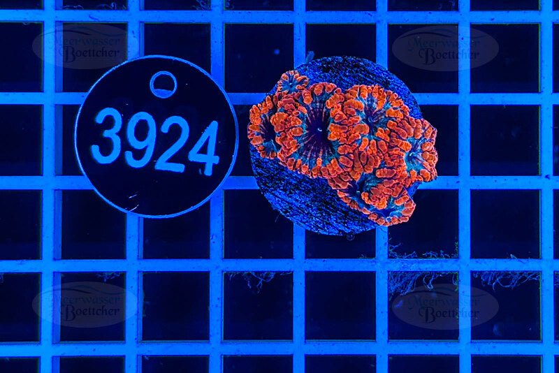 Blastomusa wellsi | Corail LPS | WYSIWYG