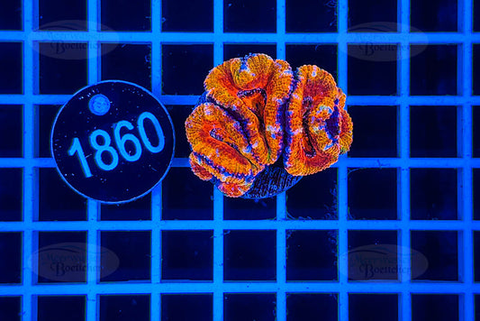 Acanthastrea lordhowensis Rainbow | LPS Koralle | WYSIWYG