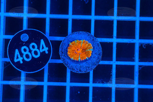 Acanthastrea lordhowensis Rainbow | LPS Koralle | WYSIWYG