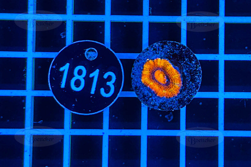 Acanthastrea lordhowensis Rainbow | LPS Koralle | WYSIWYG