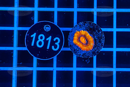 Acanthastrea lordhowensis Rainbow | LPS Koralle | WYSIWYG