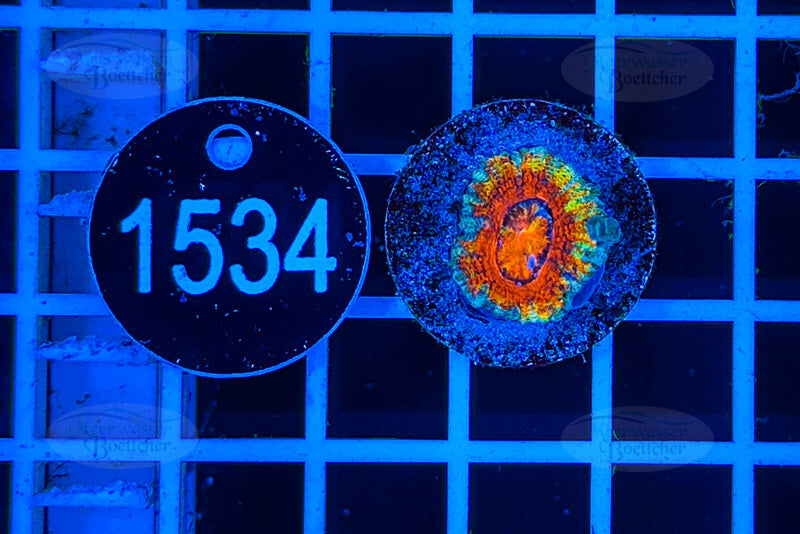 Acanthastrea lordhowensis | Corail LPS | WYSIWYG