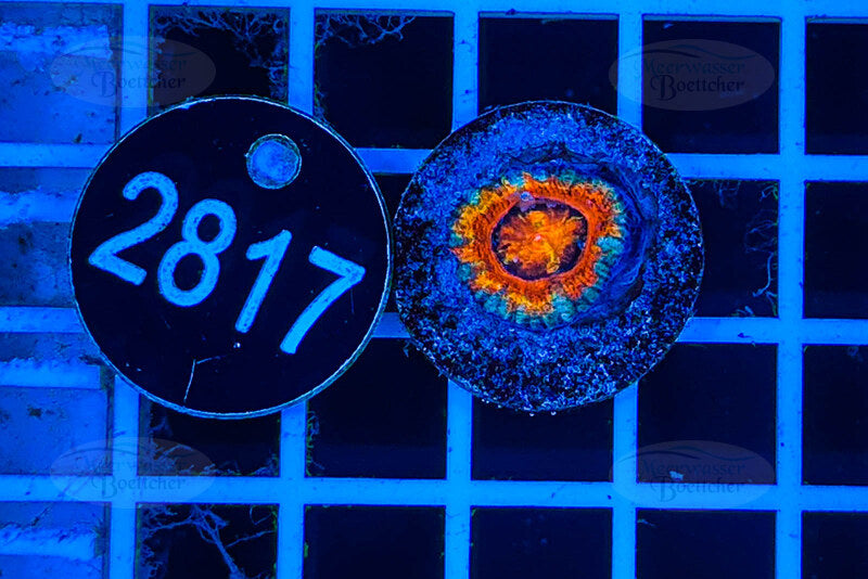 Acanthastrea lordhowensis | Corail LPS | WYSIWYG