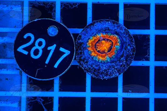 Acanthastrea lordhowensis | LPS Koralle | WYSIWYG