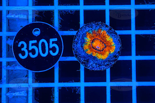 Acanthastrea lordhowensis Rainbow | LPS Koralle | WYSIWYG