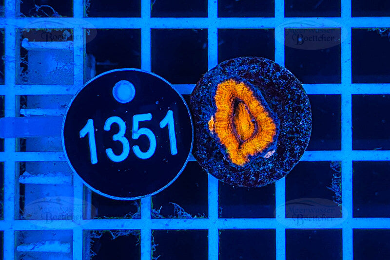 Acanthastrea lordhowensis Rainbow | LPS Koralle | WYSIWYG