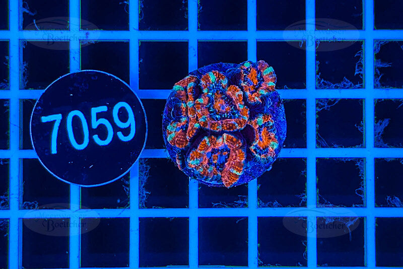 Acanthastrea lordhowensis | Corail LPS | WYSIWYG