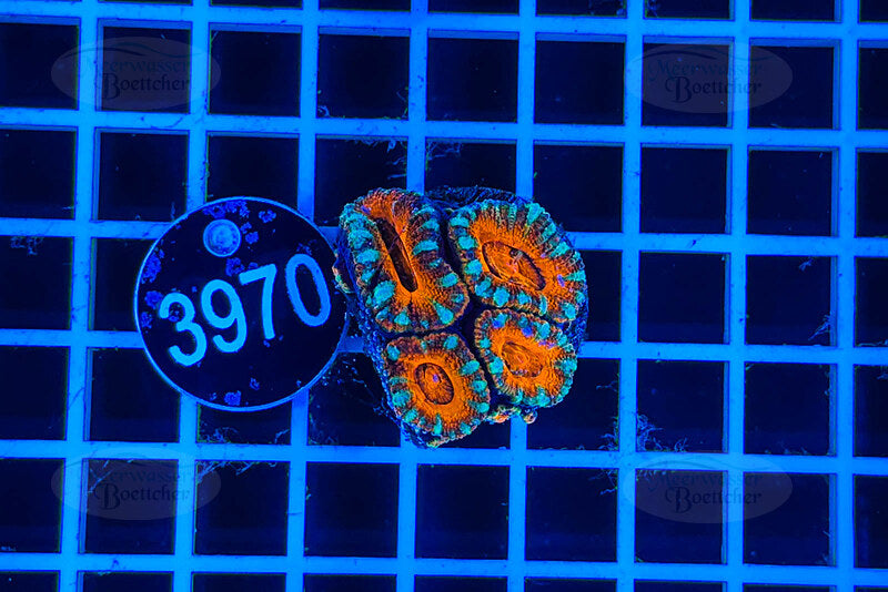 Acanthastrea lordhowensis | LPS Koralle | WYSIWYG