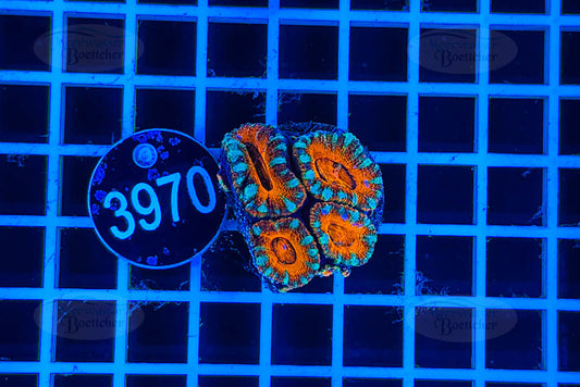 Acanthastrea lordhowensis | LPS Koralle | WYSIWYG