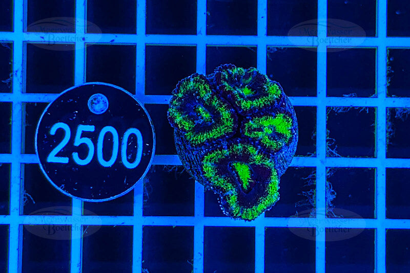 Acanthastrea lordhowensis | LPS Koralle | WYSIWYG