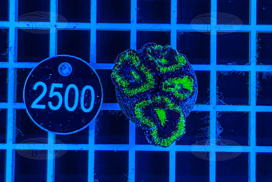 Acanthastrea lordhowensis | LPS Koralle | WYSIWYG