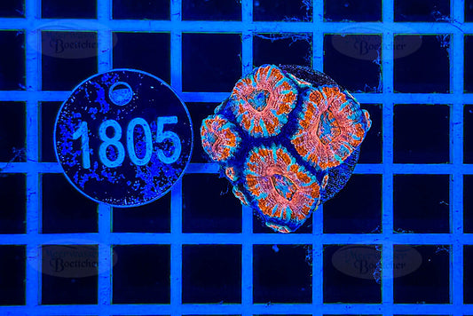 Acanthastrea lordhowensis | LPS Koralle | WYSIWYG