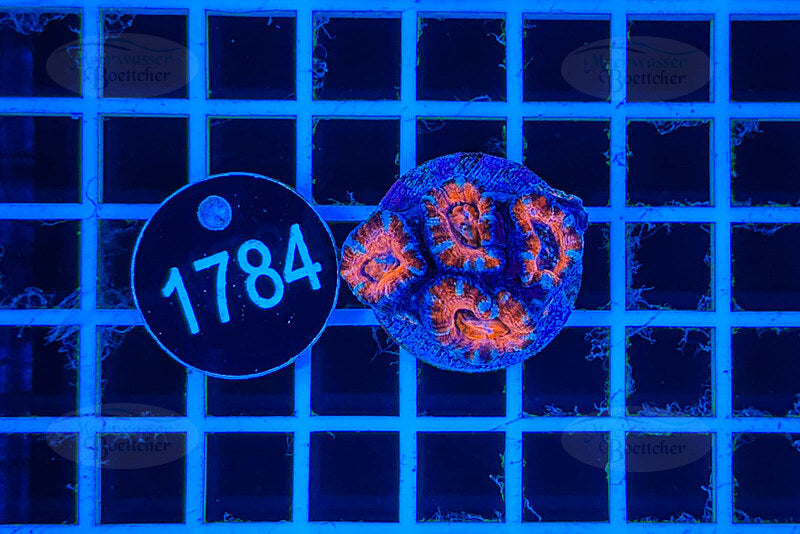 Acanthastrea lordhowensis | Corail LPS | WYSIWYG