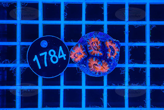 Acanthastrea lordhowensis | LPS Koralle | WYSIWYG