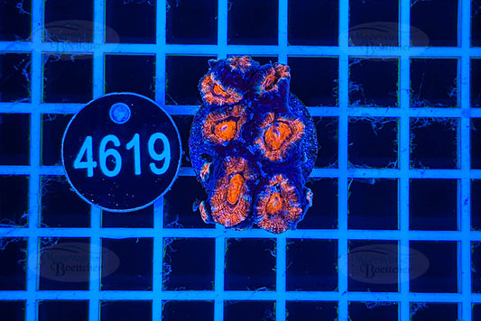 Acanthastrea lordhowensis | LPS Koralle | WYSIWYG