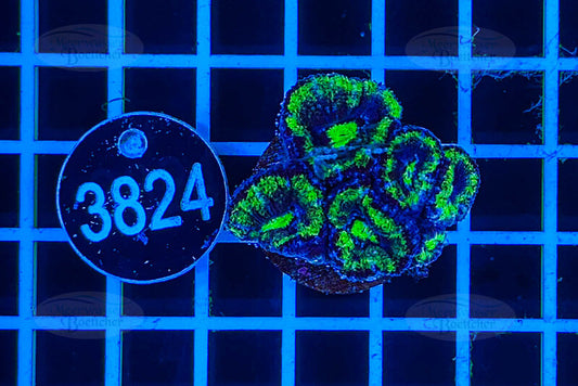 Acanthastrea lordhowensis | LPS Koralle | WYSIWYG