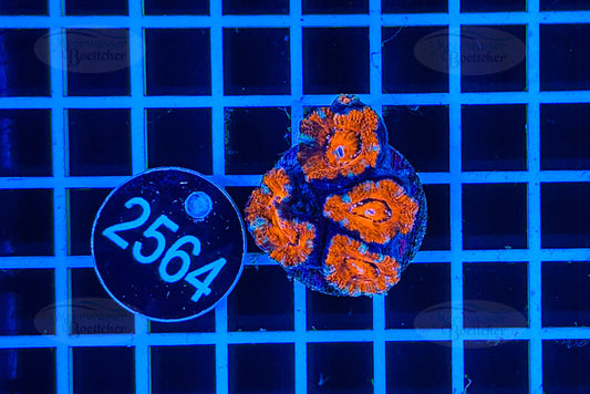 Acanthastrea lordhowensis | LPS Koralle | WYSIWYG