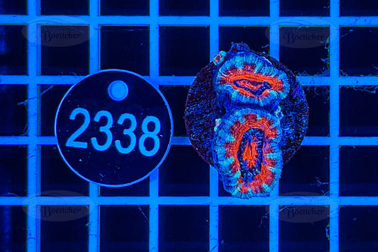 Acanthastrea lordhowensis | LPS Koralle | WYSIWYG