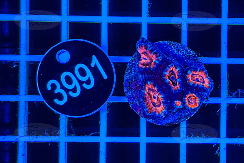 Acanthastrea lordhowensis | LPS Koralle | WYSIWYG