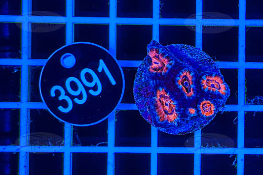 Acanthastrea lordhowensis | LPS Koralle | WYSIWYG