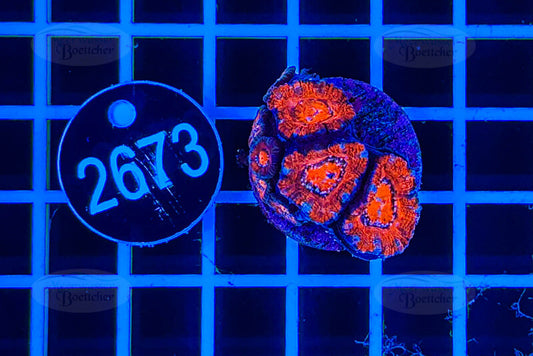 Acanthastrea lordhowensis | LPS Koralle | WYSIWYG