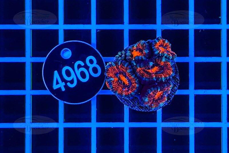 Acanthastrea lordhowensis | LPS Koralle | WYSIWYG