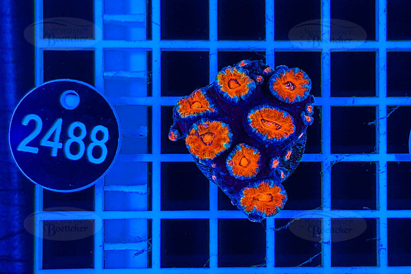 Acanthastrea lordhowensis | Corail LPS | WYSIWYG