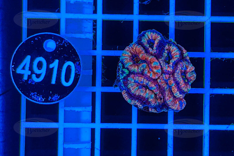 Acanthastrea lordhowensis | LPS Koralle | WYSIWYG