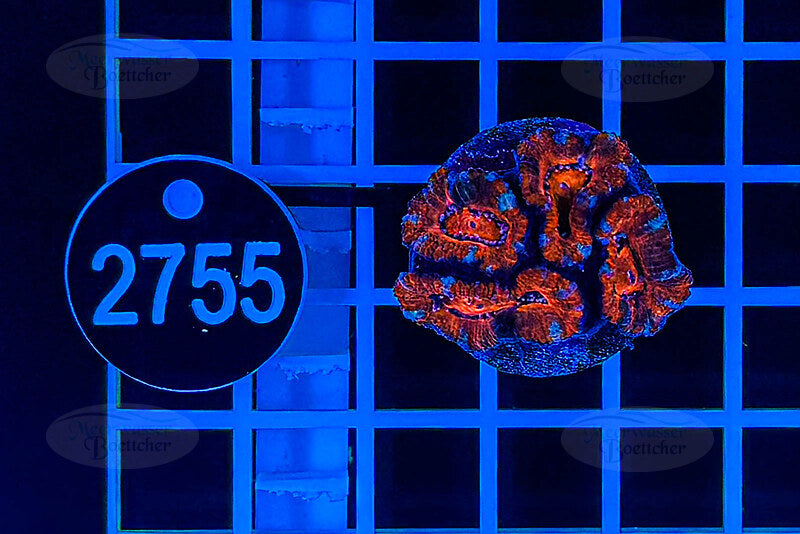 Acanthastrea lordhowensis | LPS Koralle | WYSIWYG