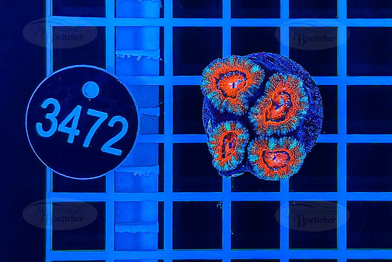 Acanthastrea lordhowensis | Corail LPS | WYSIWYG