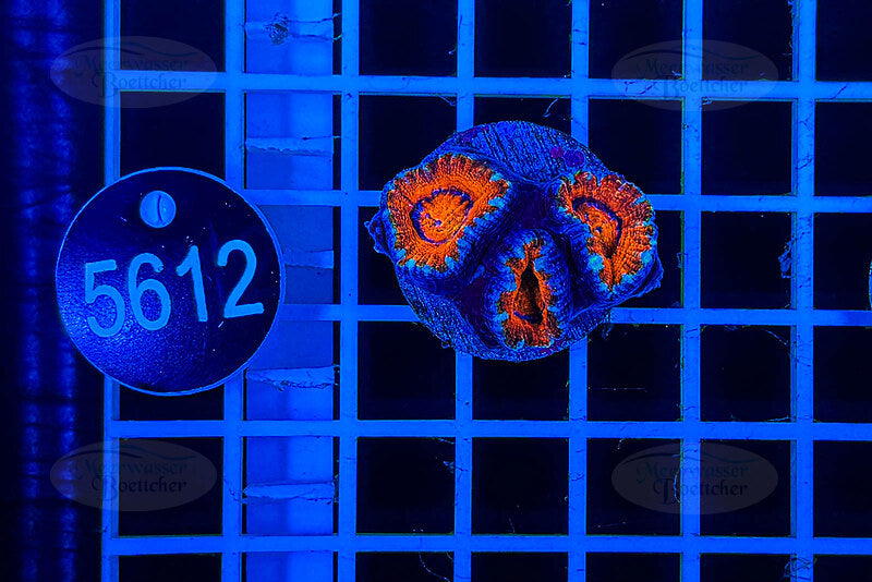 Acanthastrea lordhowensis | LPS Koralle | WYSIWYG