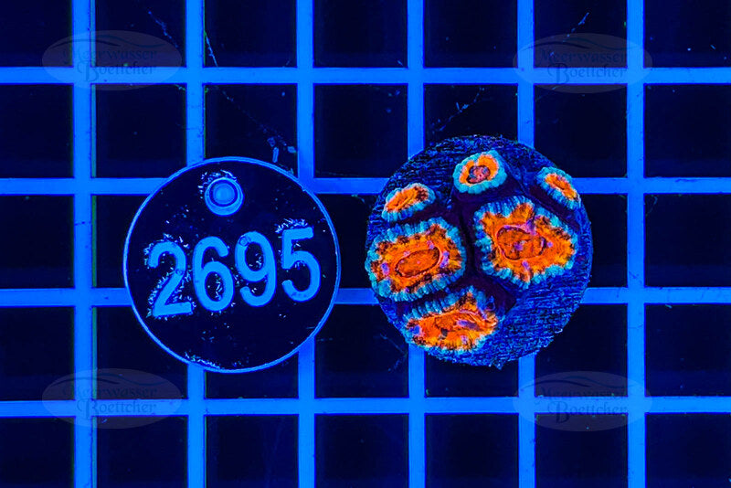 Acanthastrea lordhowensis | LPS Koralle | WYSIWYG