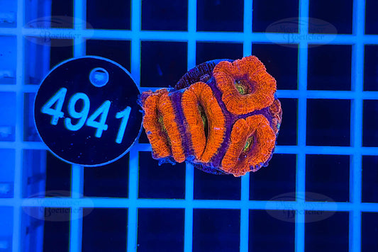 Acanthastrea lordhowensis | LPS Koralle | WYSIWYG