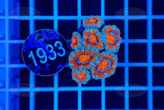 Acanthastrea lordhowensis | LPS Koralle | WYSIWYG