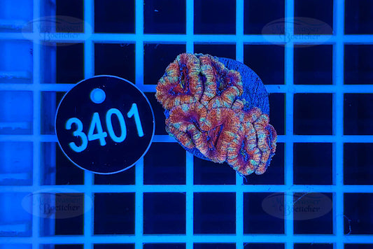 Acanthastrea lordhowensis | LPS Koralle | WYSIWYG