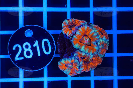 Acanthastrea lordhowensis | LPS Koralle | WYSIWYG