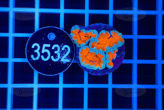 Acanthastrea lordhowensis | LPS Koralle | WYSIWYG